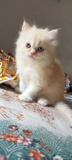 persion kitten in female brown shadow colour nice gara eyes