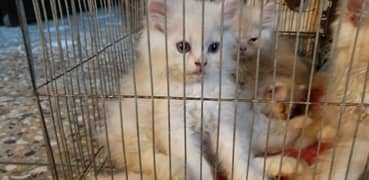 pure semi punch persian cats kids available
