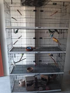 love birds pair and phaty and red eyes budgies  and cage for sale