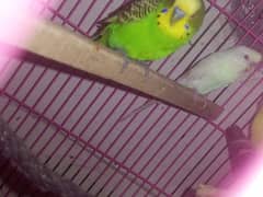 finches budgie and chicks for sale