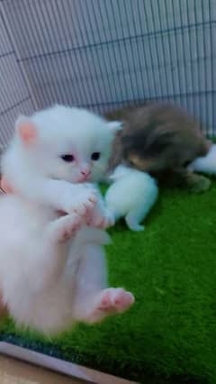 Beautiful Persion Cat for Sale