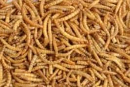Mealworm  غذائی کیڑے