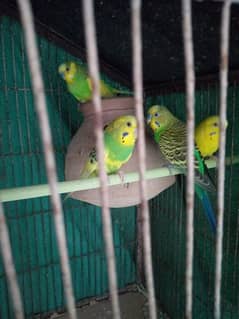 budgies || Australian parrot || birds