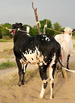Heavy FatehJangi bull for sale 03125173572