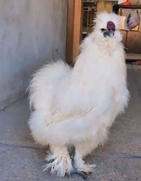 Silkie murgha 0