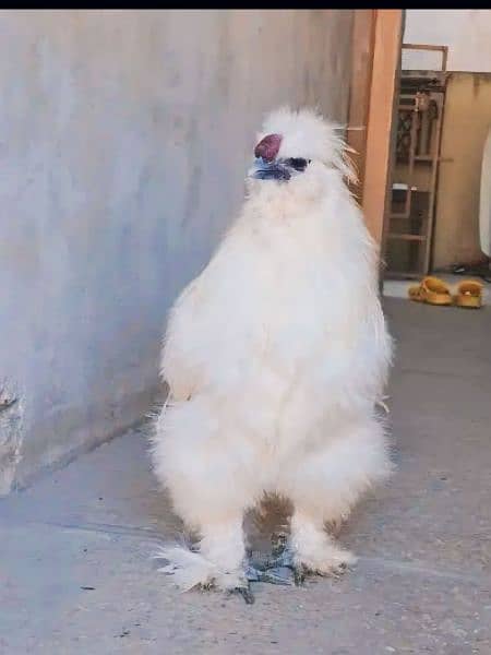 Silkie murgha 1