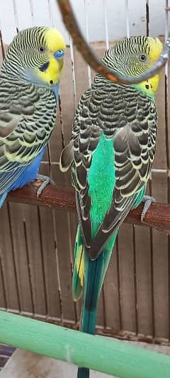 Budgies