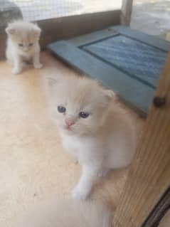 Persian kitten for sale double coated