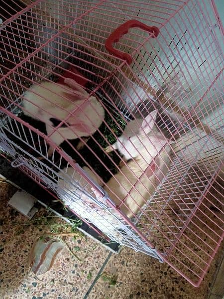 5 rabbits for sale 2