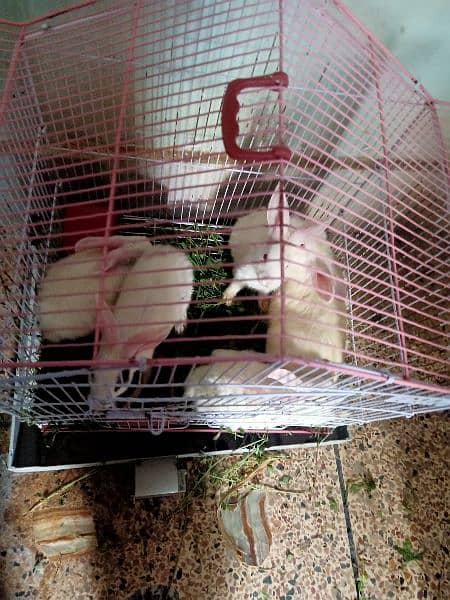 5 rabbits for sale 3