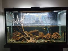 3 feet aquarium tank with fish for sale