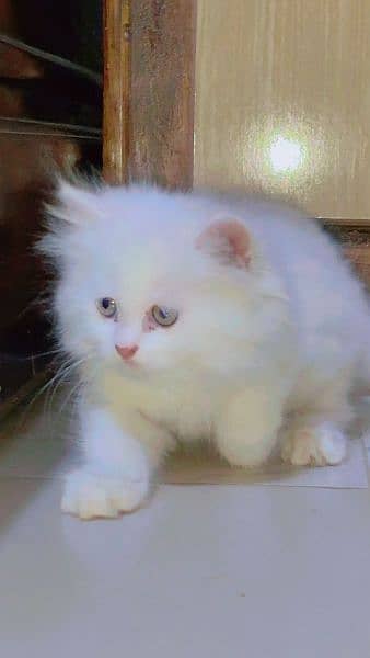 Triple coat Persian Full tame Kitten white with Green Eyes 3 piece 8