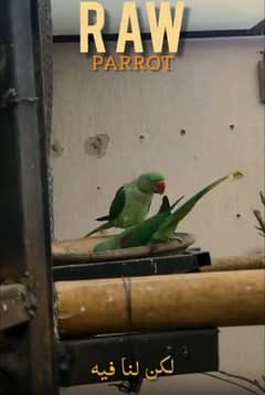 Vibrant Young Parrot Pair | Karachi