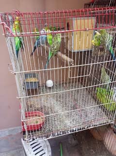 Australian parrots colony