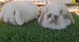 Loop rabbits adults for sale location G-13/2 Islamabad