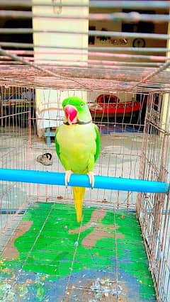 ra parrot for sale age 4 year