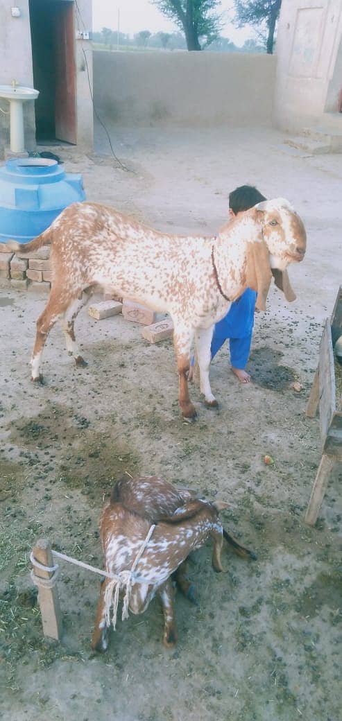 2 Goats/ Goat / Bakra / Makhi chini / Makhi cheena / Qurbani 2024 3