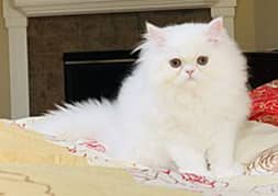 Persian / Cat / Kitten / Tripple coat / Cute face cat