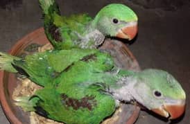 Kashmiri pahari parrot chicks 1500  1 chick