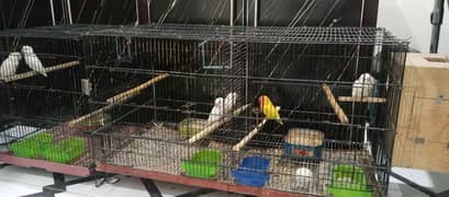 Albino Red eyes Breeder Pair+Cages