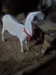 goat aur sheep