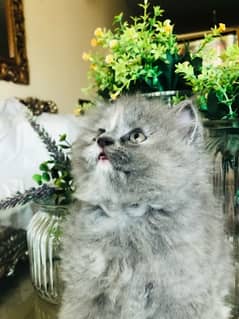 white persian triple coat kitten 0