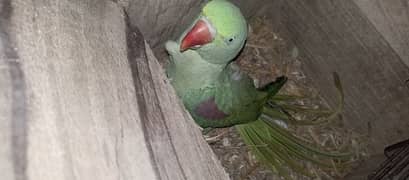 Raw parrot for sale urgent