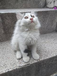 Adorable Persian kitten. . healthy trained persian cat