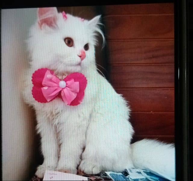 Persian kittens / Double Coated / Punch Face kittens For Sale 1