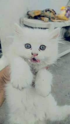 Persian kittens Seemi punch face extra long coated