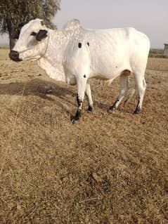 Bull for sale Duwanda