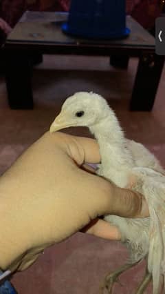 Jageeri Heera aseel chicks
