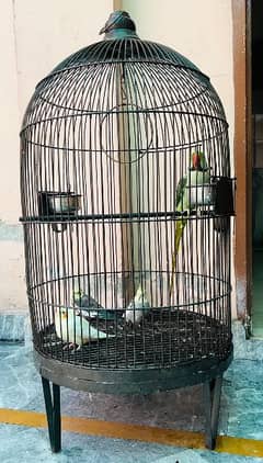 Raw,Grey parrot Cage