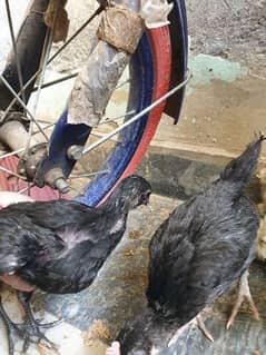healthy ayam cemani chicks available
