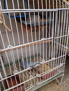 Two Dove Breeding Pairs for Sale with Two Cages
