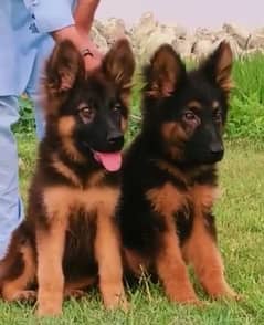 German Shepherd double coat male female 3 month for sale available