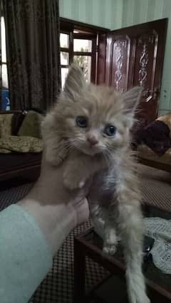 PERSIAN BREED 2 MALE KITTENS 45 DAYS FOR SALE