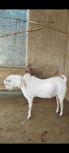 Goat / Bakra / White Gulabi Cross / Qurbani 2024 for sale 0323-3359015