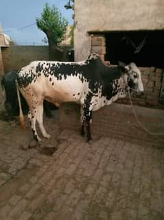 Qurbani animal for sale . Price can be reduced