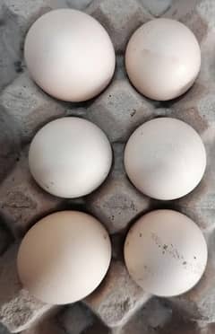 Aseel Heera Jawa Lakha Mushka eggs 0