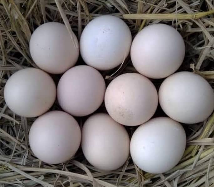 Aseel Heera Jawa Lakha Mushka eggs 1