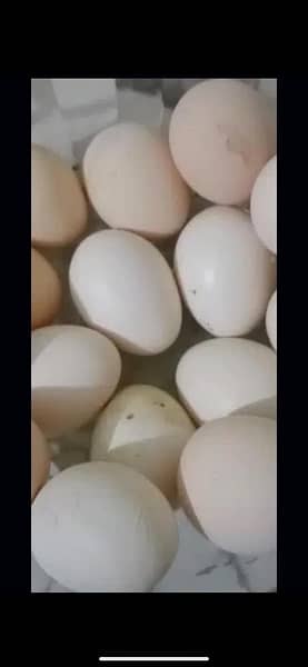 Aseel Heera Jawa Lakha Mushka eggs 2