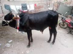 Qurbani cow | Bachra |Goat | bakra | sheep | بکرا | Kajla