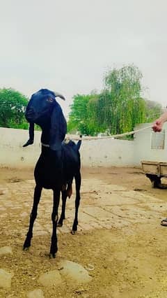 Two Goats for sale