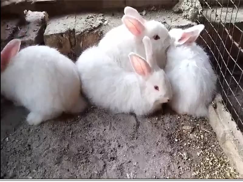 ANGORA RABBIT BUNNIES 0