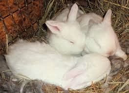 ANGORA RABBIT BUNNIES 1