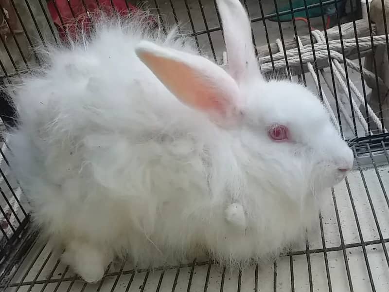 ANGORA RABBIT BUNNIES 2