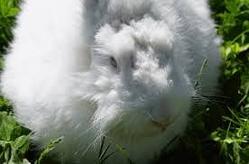 ANGORA RABBIT BUNNIES 3