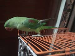 Raw Parrot Available for Sale. . 7 Month Old