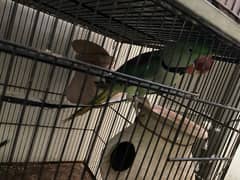 Pahari Male parrot